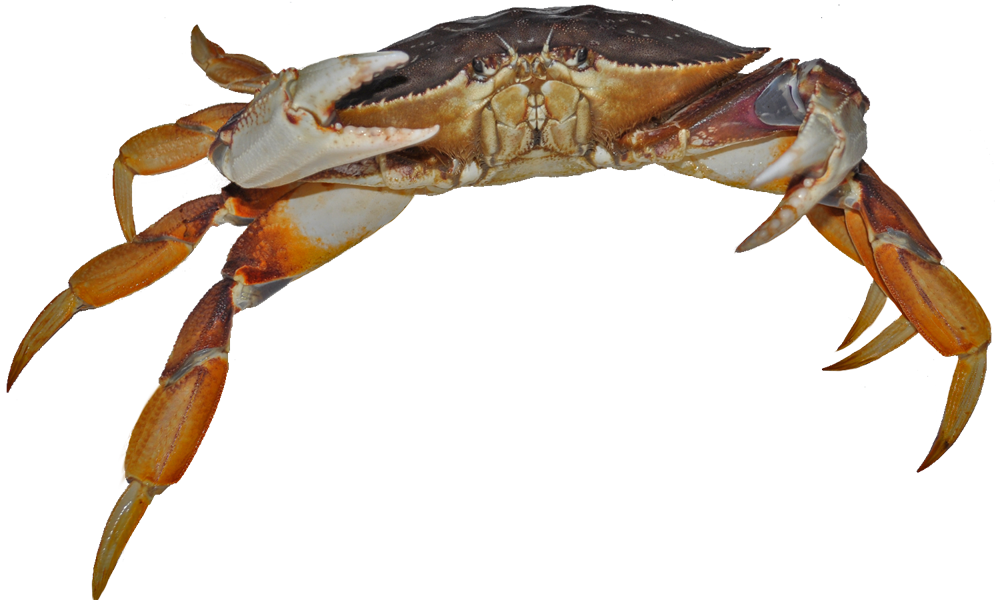 Crab 1