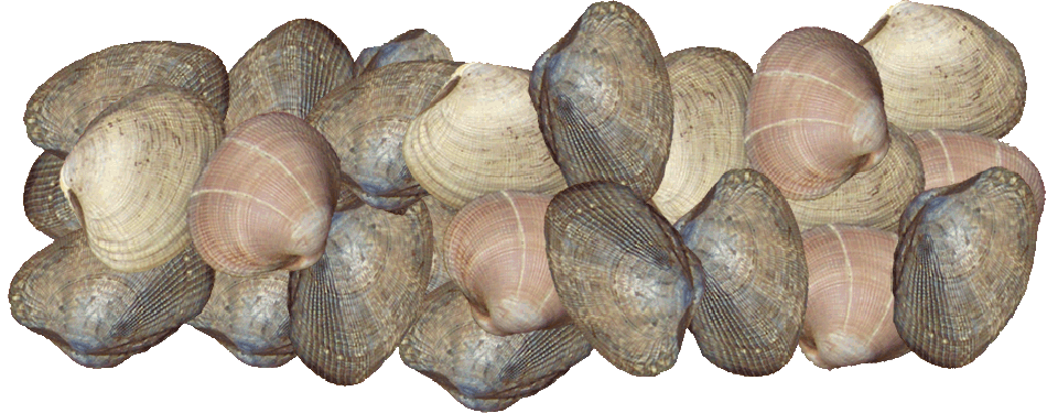 Steamer Clams